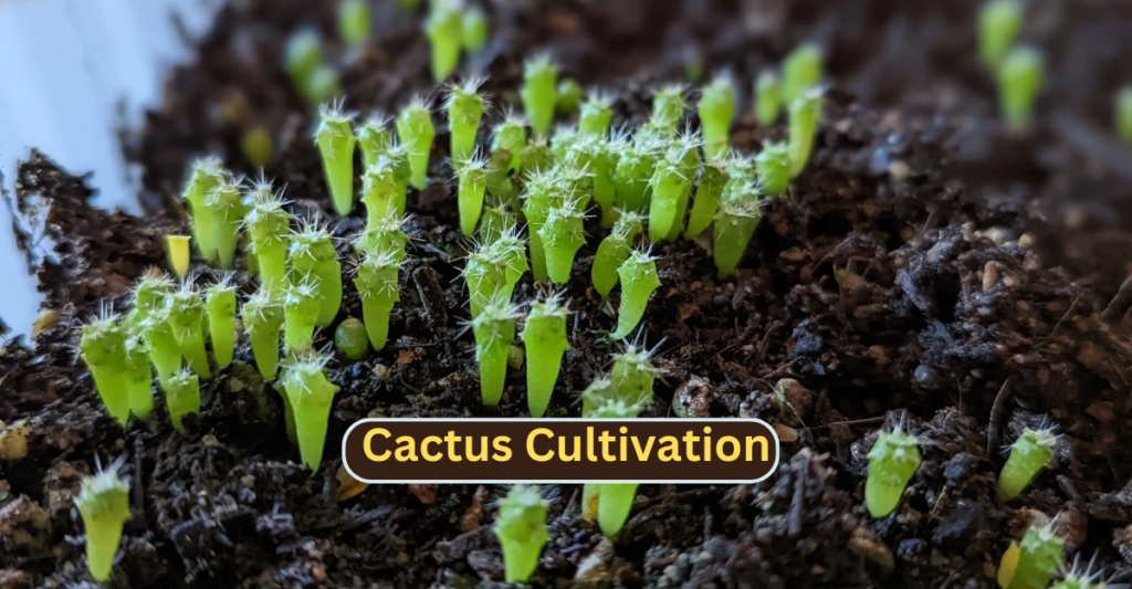 Cactus Cultivation