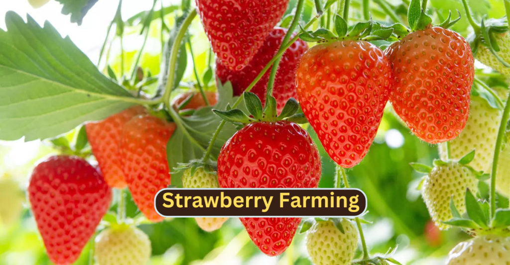 Strawberry Farming