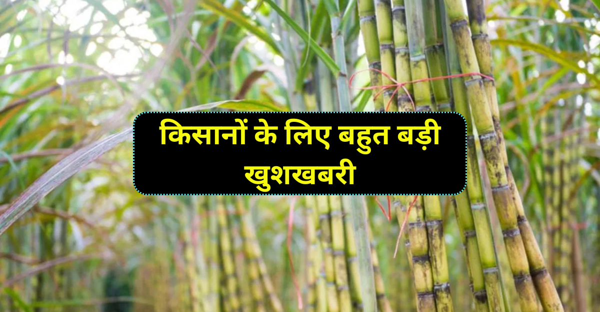 Sugarcane Price 2024